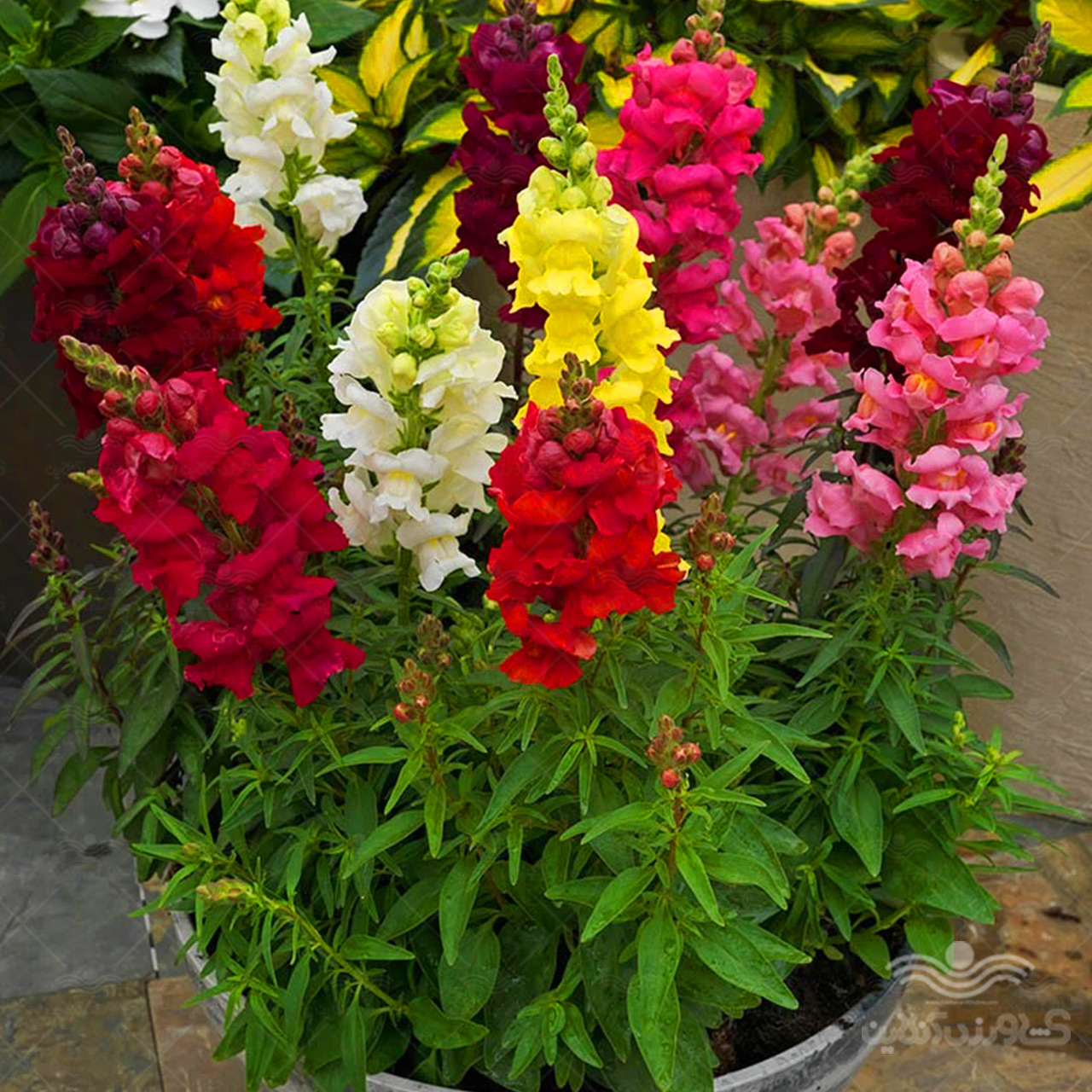 سپیده اکبری